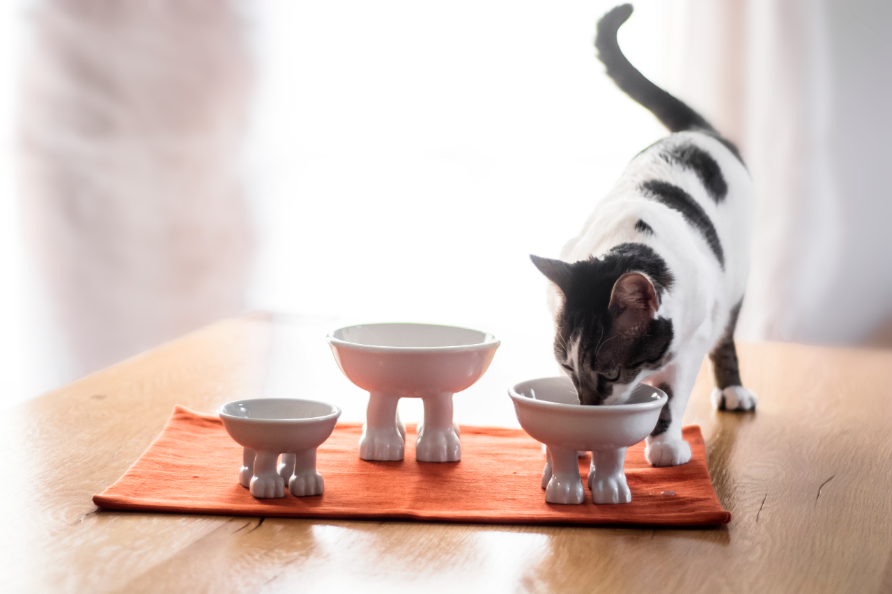 Dylan Kendall Pet & Lifestyle Bowl