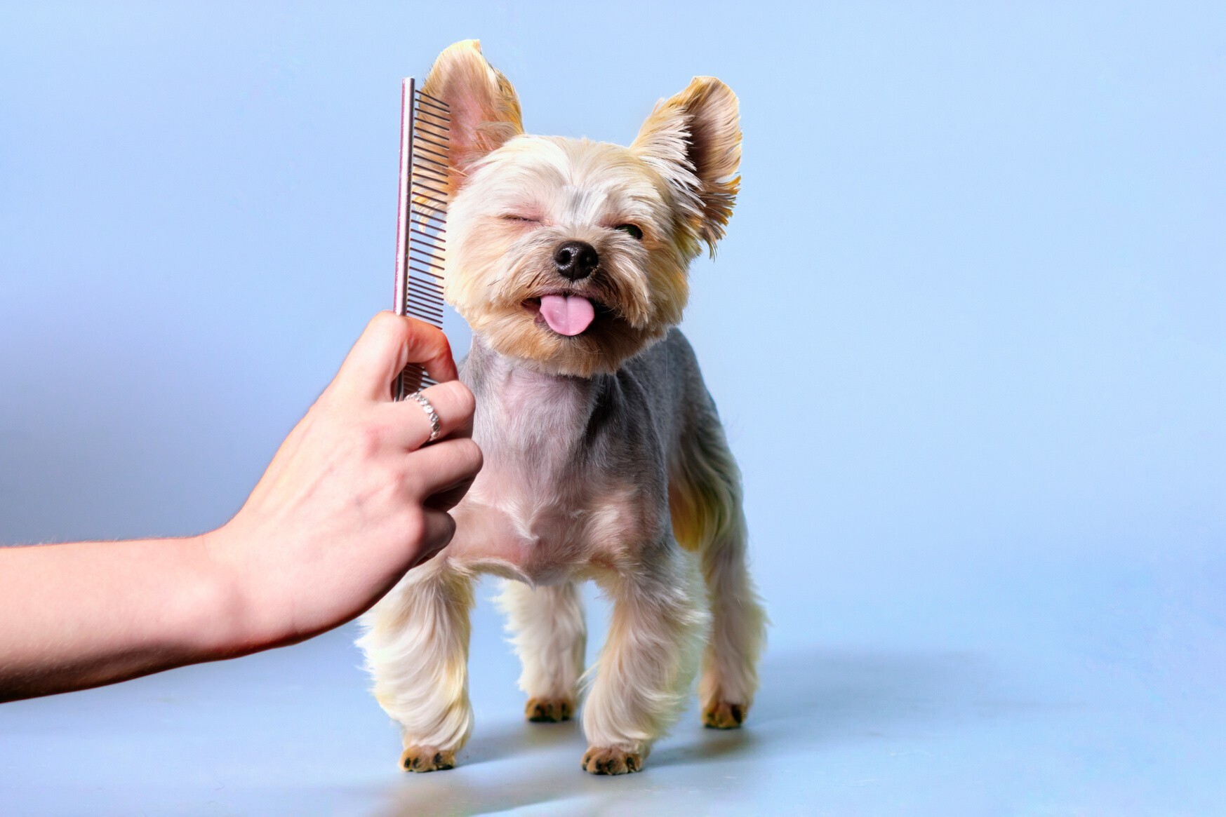 Pawfect! 3